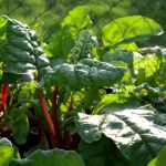 Variedades de verduras frescas en un huerto, ideales para plantar en marzo.