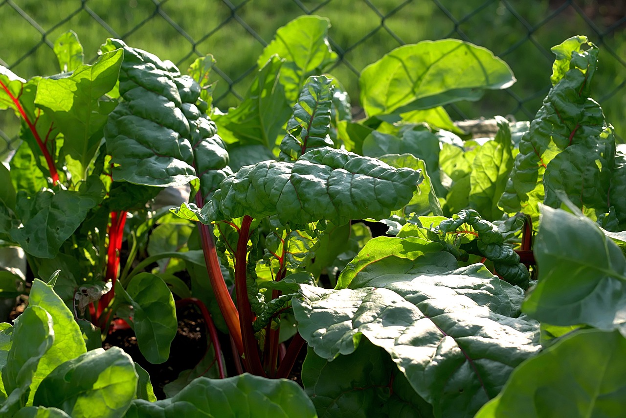 Variedades de verduras frescas en un huerto, ideales para plantar en marzo.